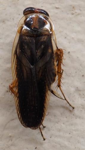 Euphyllodromia chopardi